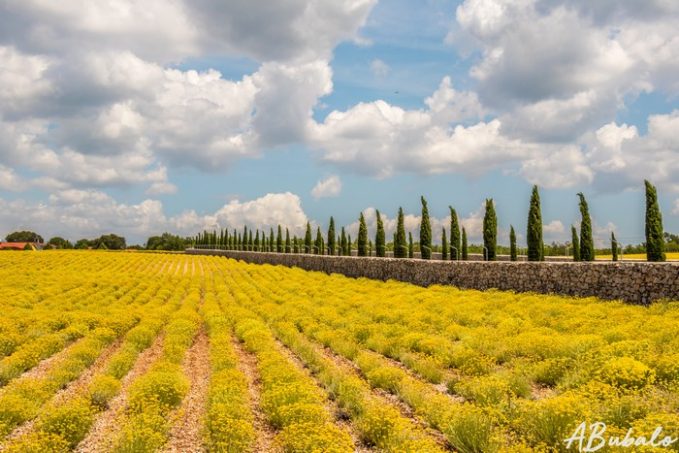 siljeviste_smilje-1-of-1