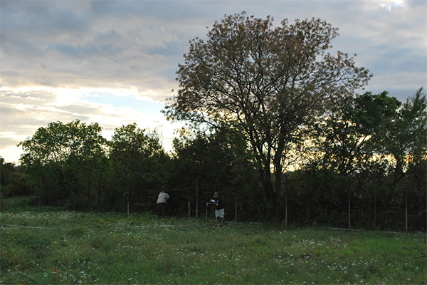 gracine