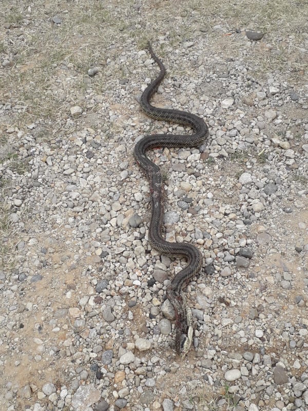 110331973_341241483557083_3912610949942802707_n