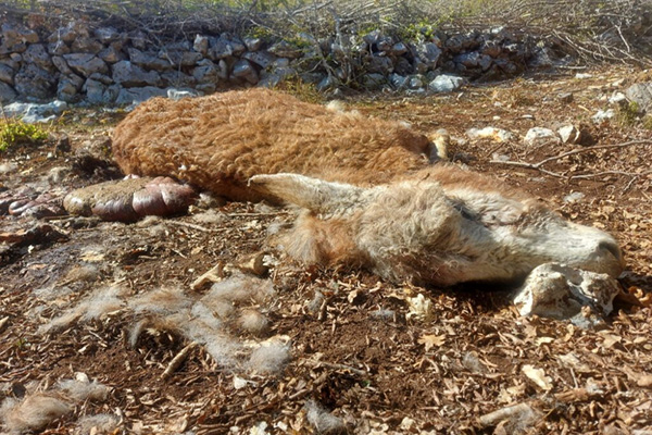 napad-vukova-5-1024x768-1