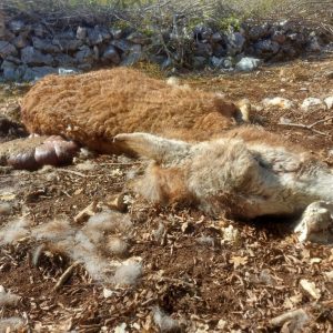 napad-vukova-5-1024x768-2