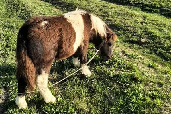 poni