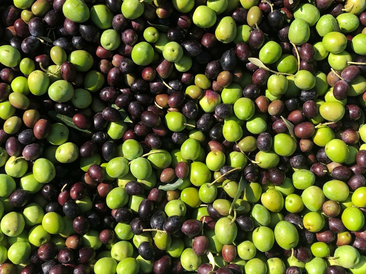 davor-vasilj-gorcina-i-pikantnost-ulja-ukazuju-na-nutritivne-i-zdravstvene-vrijednosti-maslinovog-ulja-1