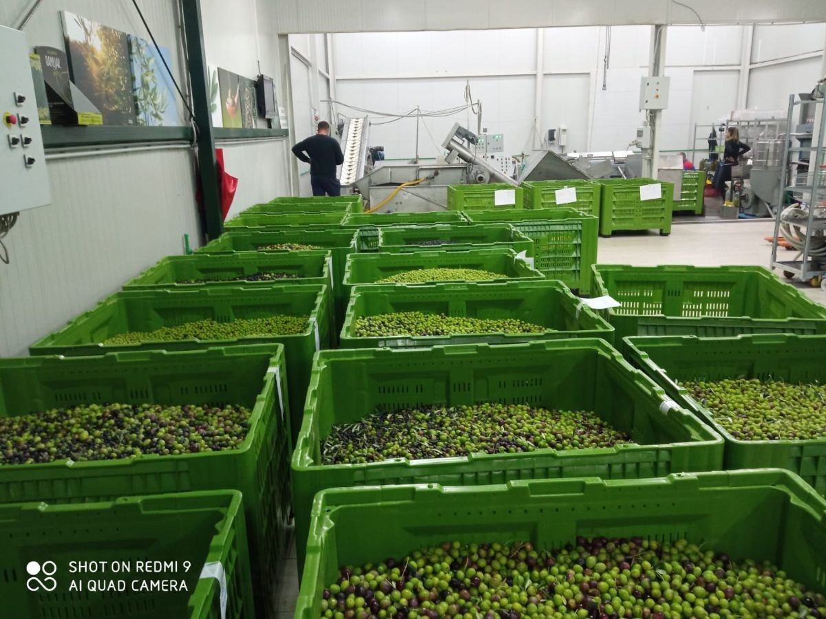 davor-vasilj-gorcina-i-pikantnost-ulja-ukazuju-na-nutritivne-i-zdravstvene-vrijednosti-maslinovog-ulja-1