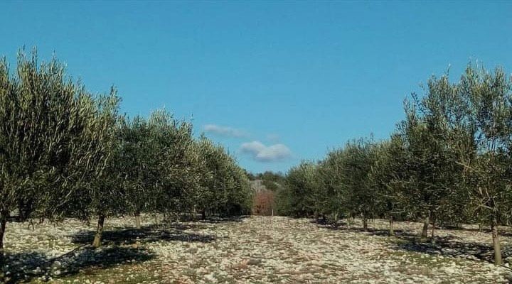 davor-vasilj-gorcina-i-pikantnost-ulja-ukazuju-na-nutritivne-i-zdravstvene-vrijednosti-maslinovog-ulja-12