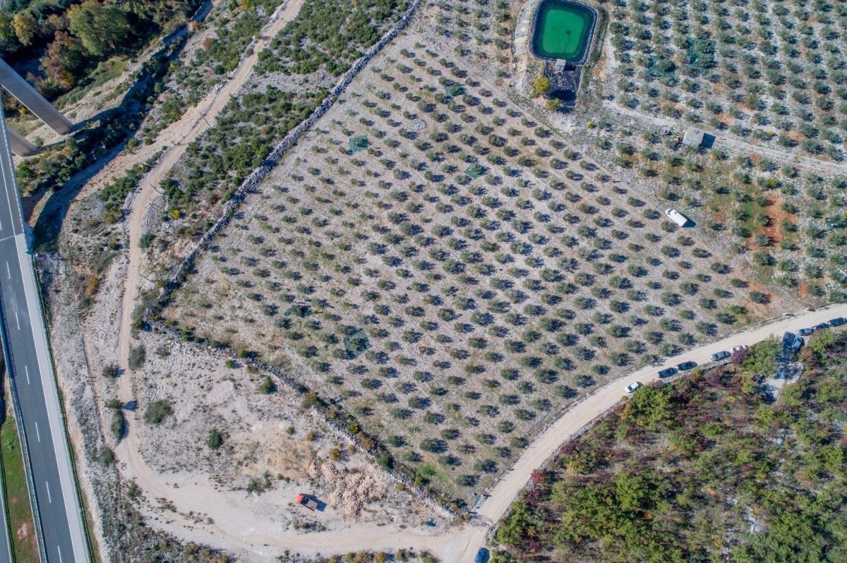 davor-vasilj-gorcina-i-pikantnost-ulja-ukazuju-na-nutritivne-i-zdravstvene-vrijednosti-maslinovog-ulja-13