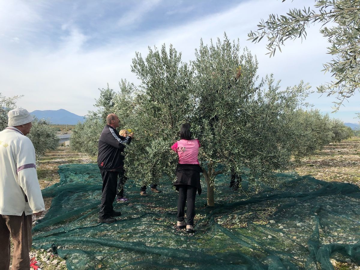 davor-vasilj-gorcina-i-pikantnost-ulja-ukazuju-na-nutritivne-i-zdravstvene-vrijednosti-maslinovog-ulja-14