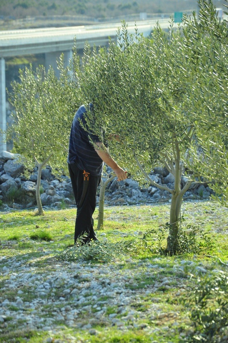 davor-vasilj-gorcina-i-pikantnost-ulja-ukazuju-na-nutritivne-i-zdravstvene-vrijednosti-maslinovog-ulja-15