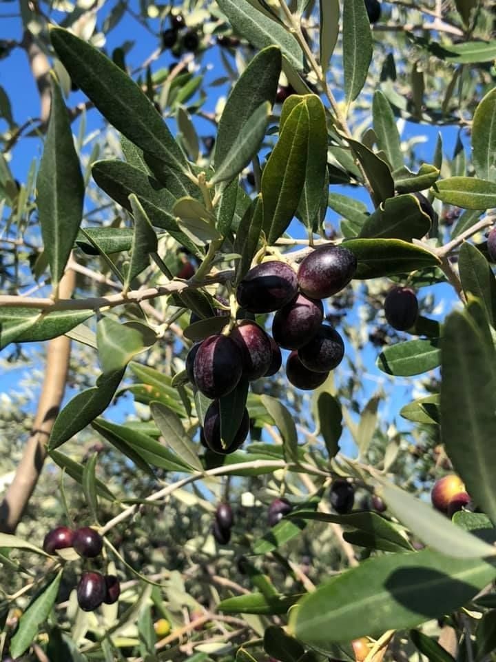 davor-vasilj-gorcina-i-pikantnost-ulja-ukazuju-na-nutritivne-i-zdravstvene-vrijednosti-maslinovog-ulja-2