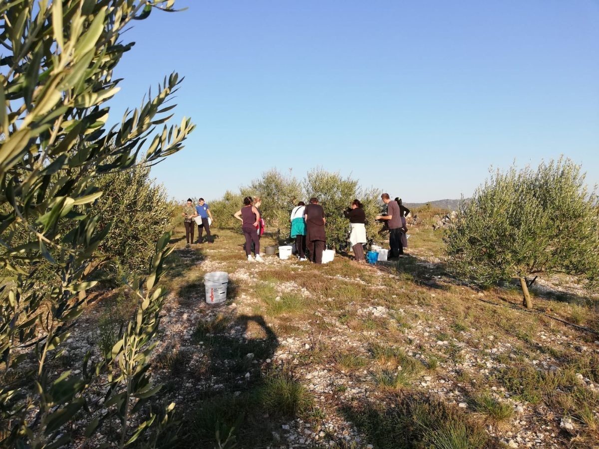 davor-vasilj-gorcina-i-pikantnost-ulja-ukazuju-na-nutritivne-i-zdravstvene-vrijednosti-maslinovog-ulja-3