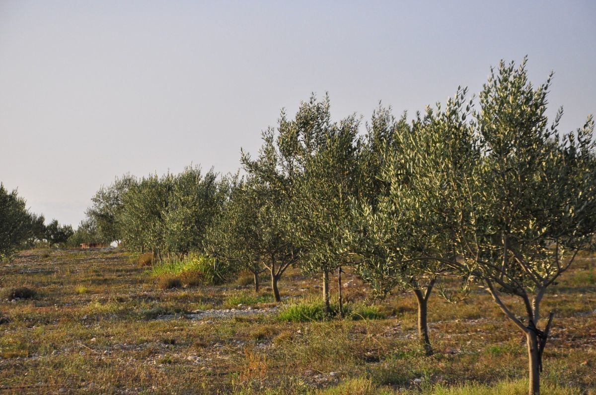 davor-vasilj-gorcina-i-pikantnost-ulja-ukazuju-na-nutritivne-i-zdravstvene-vrijednosti-maslinovog-ulja-4