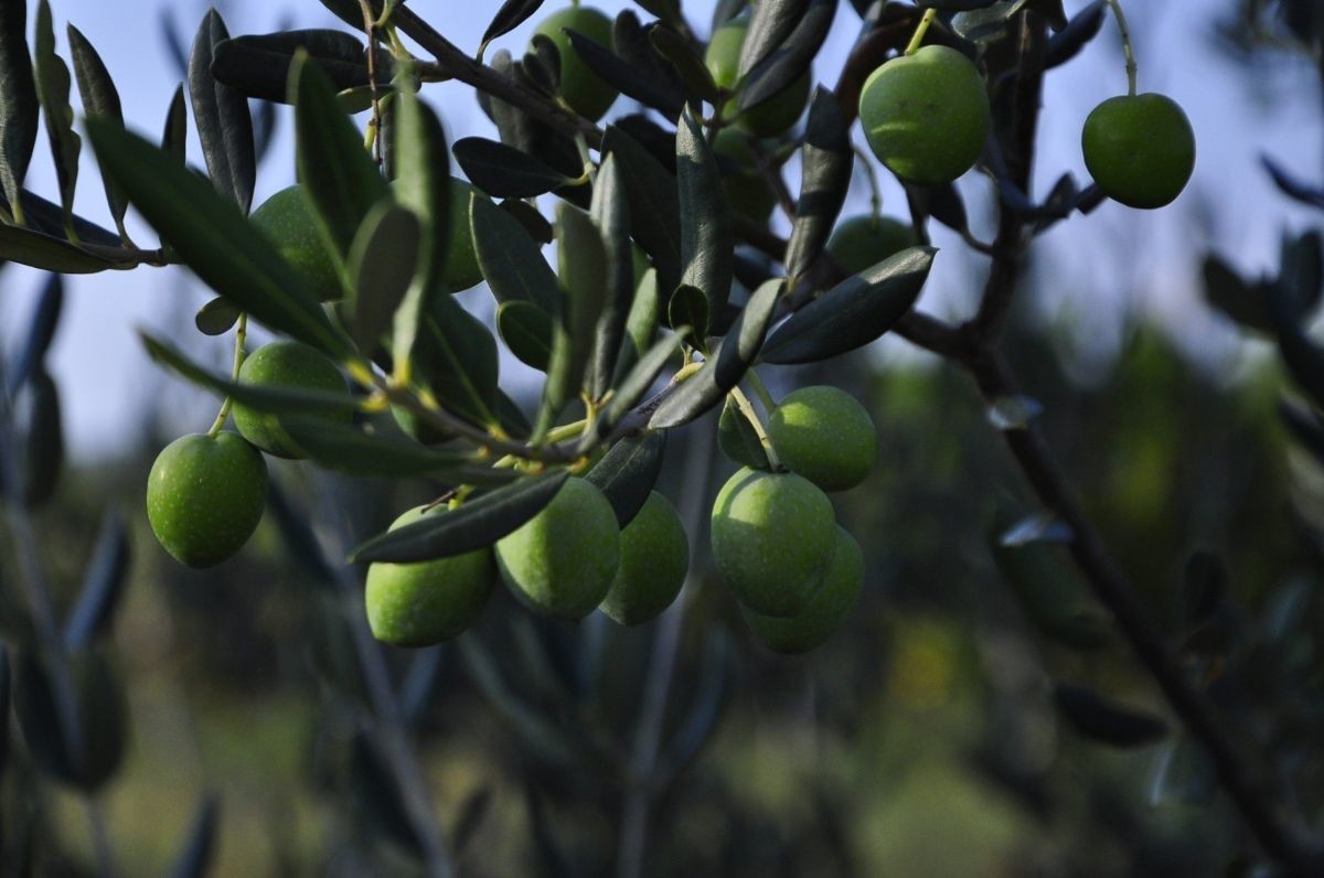davor-vasilj-gorcina-i-pikantnost-ulja-ukazuju-na-nutritivne-i-zdravstvene-vrijednosti-maslinovog-ulja-5