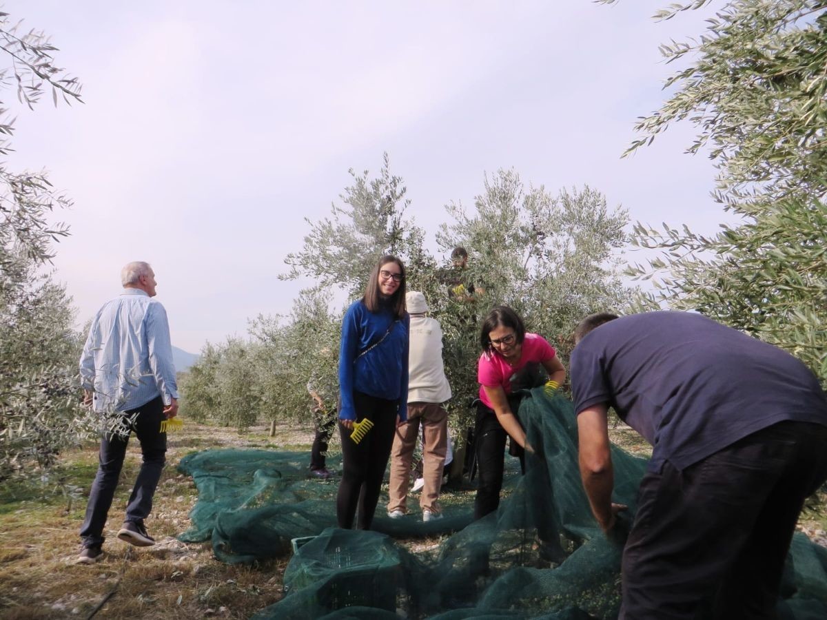 davor-vasilj-gorcina-i-pikantnost-ulja-ukazuju-na-nutritivne-i-zdravstvene-vrijednosti-maslinovog-ulja-6-1