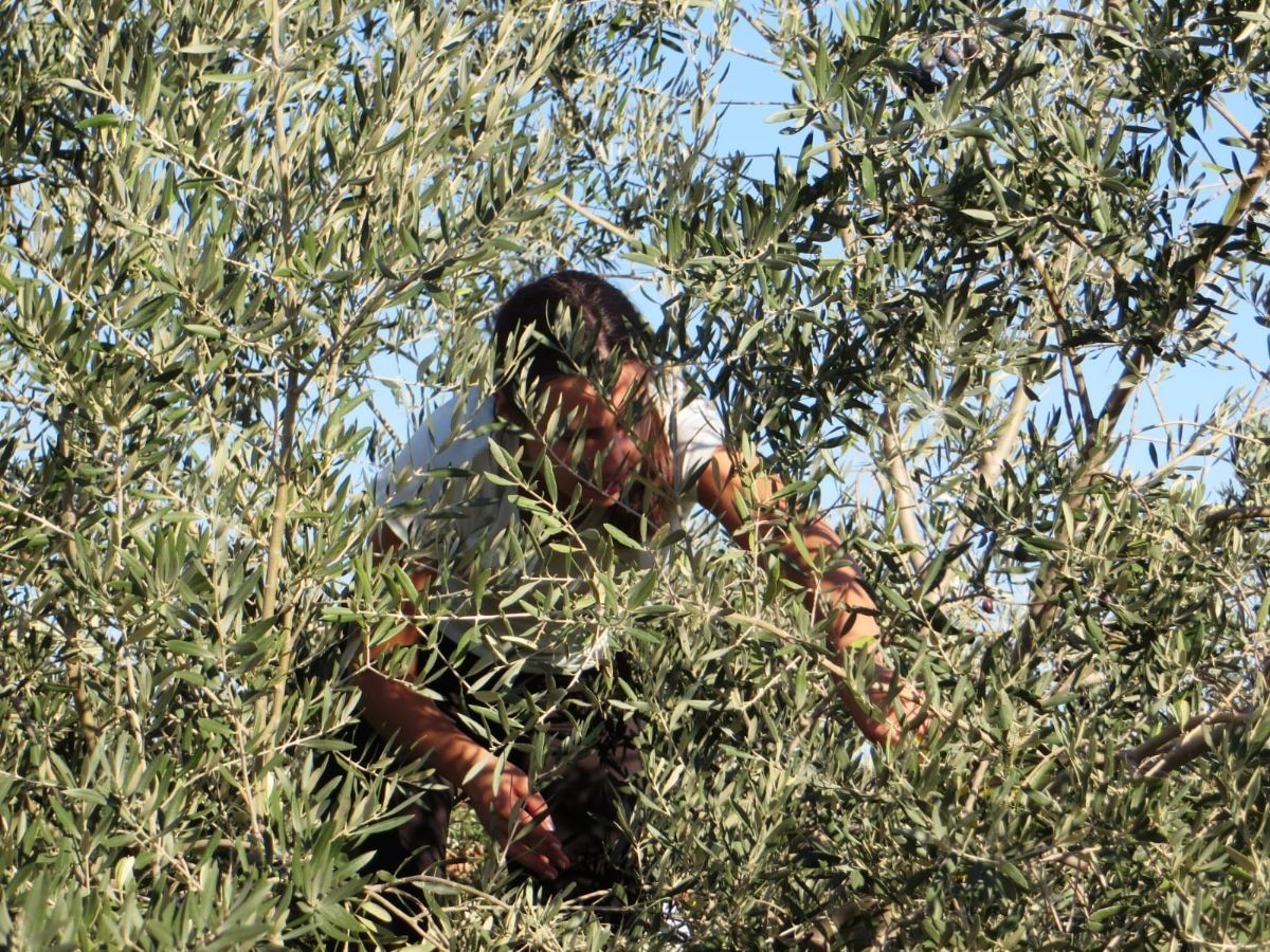 davor-vasilj-gorcina-i-pikantnost-ulja-ukazuju-na-nutritivne-i-zdravstvene-vrijednosti-maslinovog-ulja-8