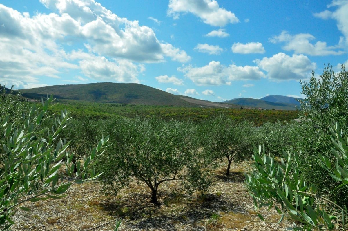 davor-vasilj-gorcina-i-pikantnost-ulja-ukazuju-na-nutritivne-i-zdravstvene-vrijednosti-maslinovog-ulja-9