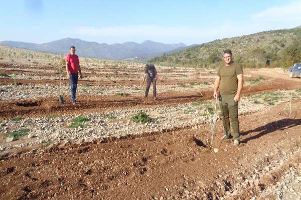 Organic8-Trojka-koja-priprema-sadnju-maslina-Kopiraj