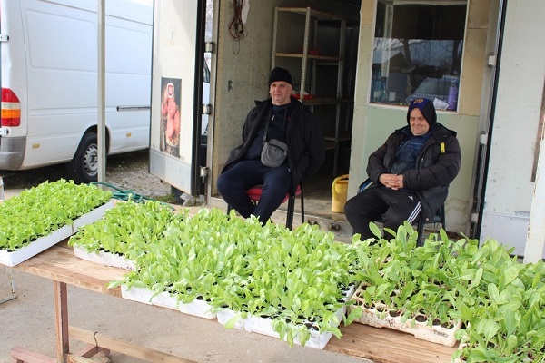 Rasad-sadnice-presadnice-2