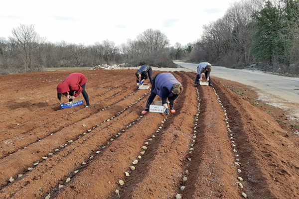 sadnja-za-video-1536x1152-1