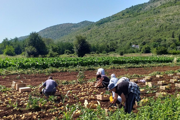 ljubuski-mladi-krumpir