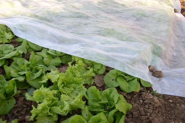 salata-agrotekstil