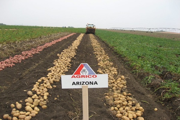 arizona-1-1024x768