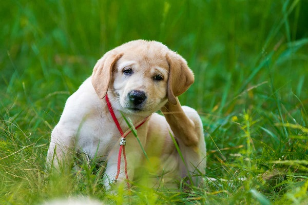 cani-pulciosi-ecco-i-rimedi-naturali