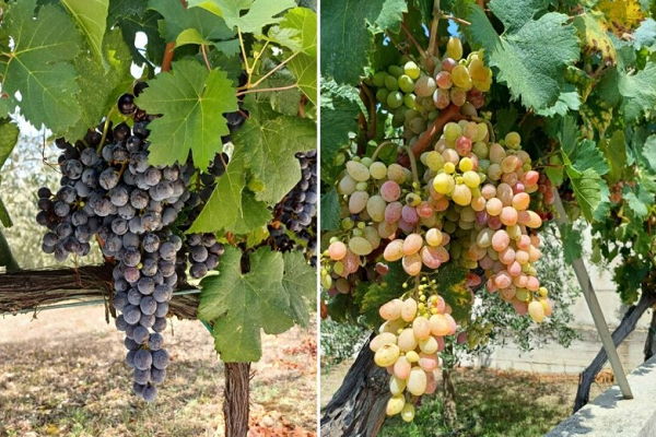Grožđe se nikad ranije nije bralo, ali će vino biti vrhunsko