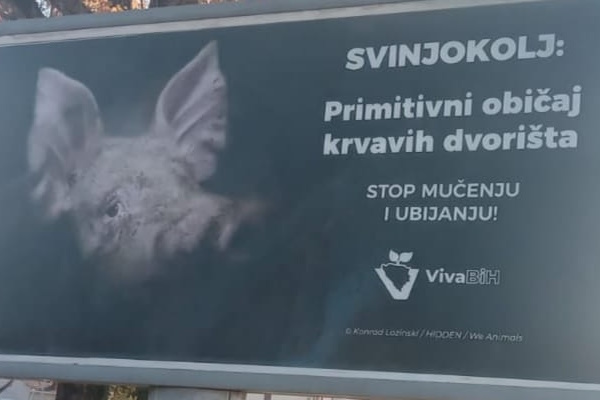 svinjokolj