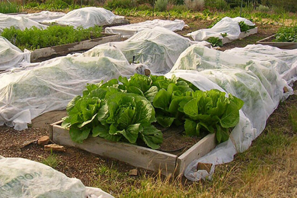 agro-sj