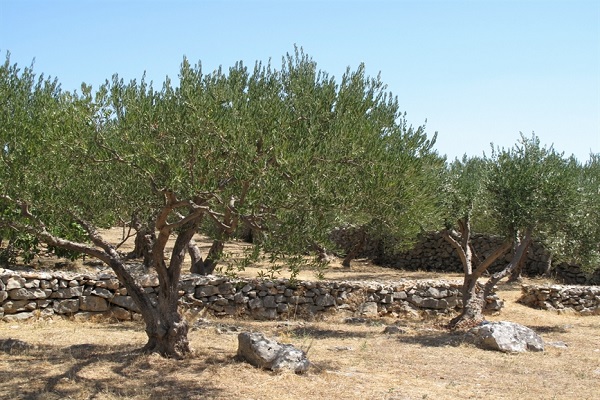 masline