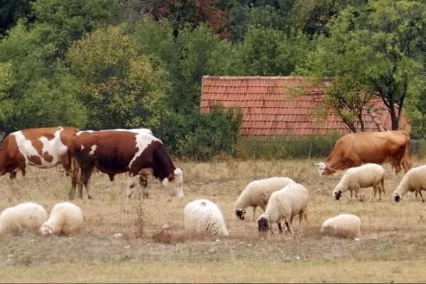 kraveOvce