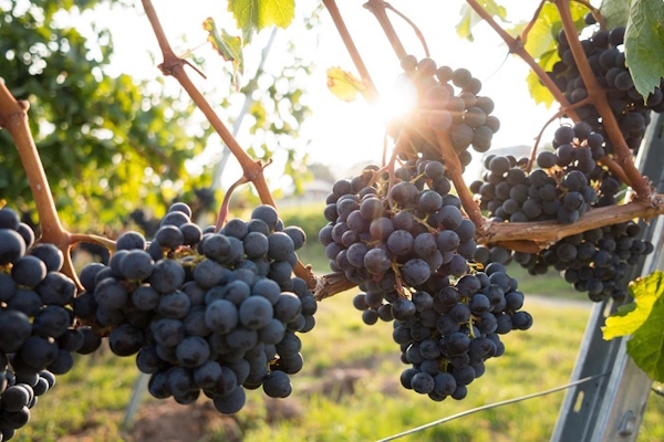 vinograd