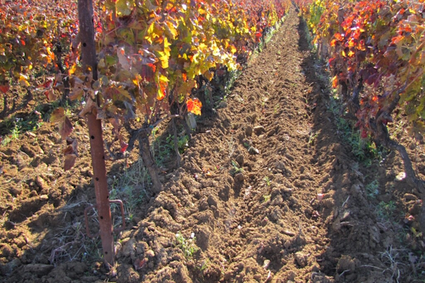 vinograd