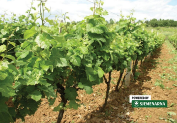 vinograd