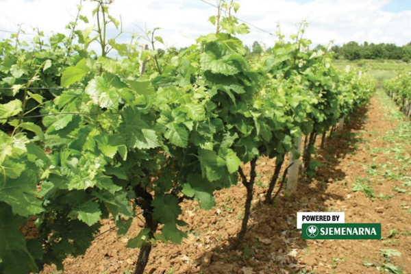 vinograd