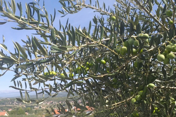 maslina
