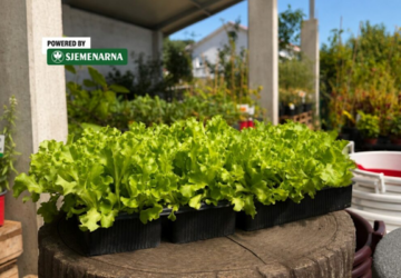 salata kristal