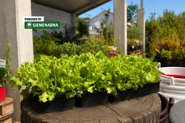 salata kristal