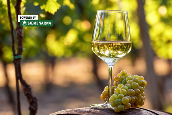 vino