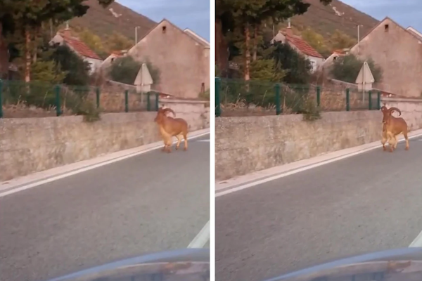 VIDEO Egzotična životinja digla Vrgorsku krajinu na noge! Što je? Odakle je? Lovci: Nije viđen 40 godina, pustite ga… VIDEO Egzotična životinja digla Vrgorsku krajinu na noge! Što je? Odakle je? Lovci: Nije viđen 40 godina, pustite ga…