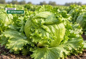 salata