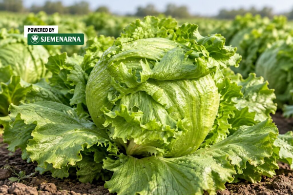 salata